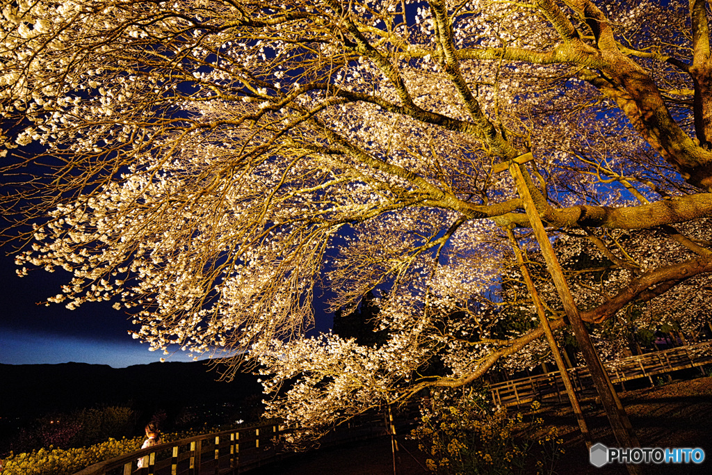 「一心行の大桜」in　熊本