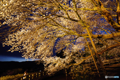 「一心行の大桜」in　熊本