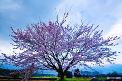 田舎の一本桜。