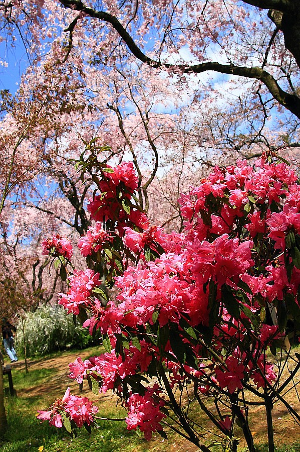 【一日一桜】原谷苑のさくら