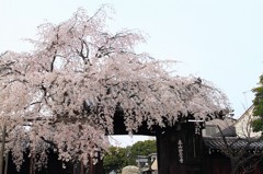 【一日一桜】妙覚寺の早咲き枝垂れ～日蓮六山さくらめぐり～