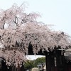 【一日一桜】妙覚寺の早咲き枝垂れ～日蓮六山さくらめぐり～