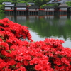 今が旬！長岡京のキリシマツツジ