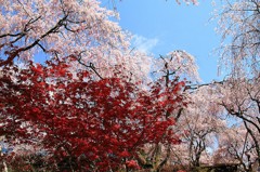 【一日一桜】原谷苑のさくら