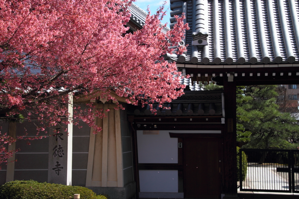 【1日1桜】出町柳・長徳寺のオカメ桜