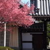 【1日1桜】出町柳・長徳寺のオカメ桜