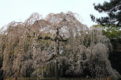 【1日1桜】京都御所・出水の糸桜