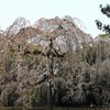 【1日1桜】京都御所・出水の糸桜