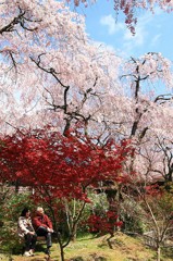 【一日一桜】原谷苑のサクラ