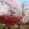 【一日一桜】原谷苑のサクラ