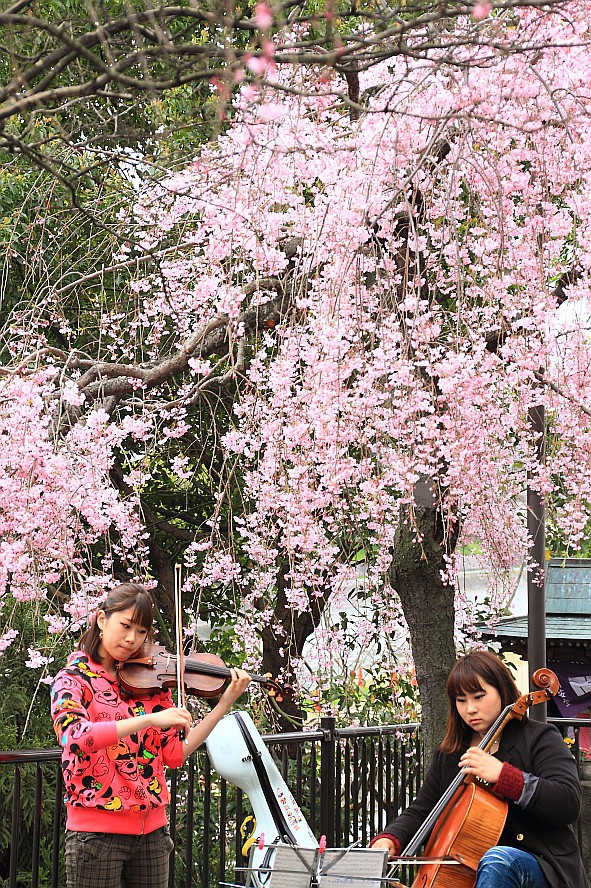【一日一桜】三条大橋の袂で