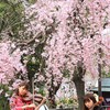 【一日一桜】三条大橋の袂で