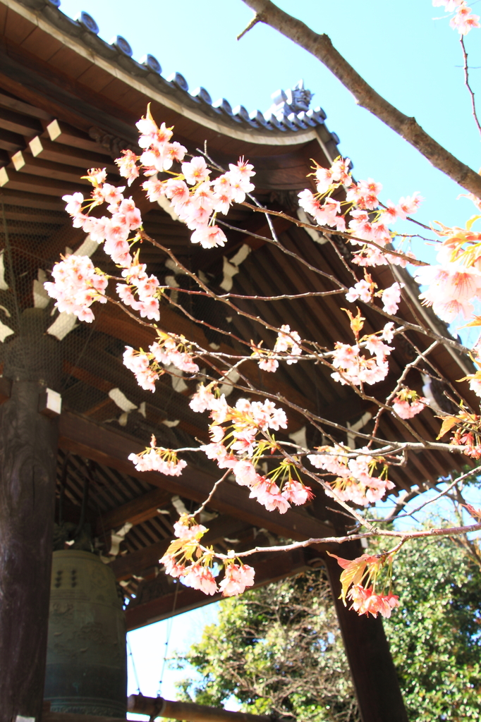 【1日1桜】百万遍知恩寺のふじ桜