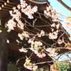 【1日1桜】百万遍知恩寺のふじ桜