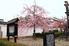 【1日1桜】妙顕寺の紅枝垂～西陣・日蓮六山さくらめぐり～