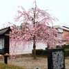 【1日1桜】妙顕寺の紅枝垂～西陣・日蓮六山さくらめぐり～