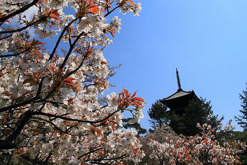 【一日一桜】御室仁和寺のお多福桜