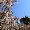【一日一桜】御室仁和寺のお多福桜