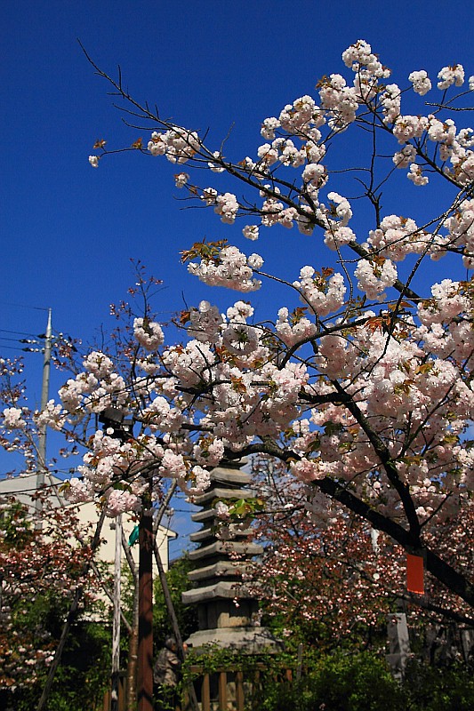 【一日一桜】千本ゑんま堂の普賢象桜
