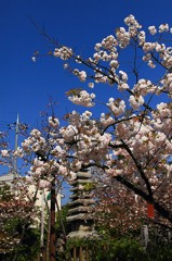 【一日一桜】千本ゑんま堂の普賢象桜