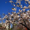 【一日一桜】千本ゑんま堂の普賢象桜