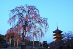 【1日1桜】東寺の不二桜