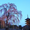 【1日1桜】東寺の不二桜