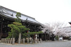 【一日一桜】本法寺のソメイヨシノ～西陣の日蓮六山サクラめぐり～