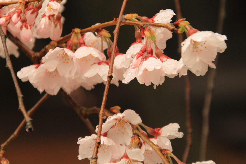 【1日1桜】京都御所・近衛邸