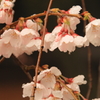 【1日1桜】京都御所・近衛邸