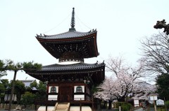 【一日一桜】本法寺のソメイヨシノ～西陣の日蓮六山サクラめぐり～