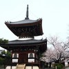 【一日一桜】本法寺のソメイヨシノ～西陣の日蓮六山サクラめぐり～
