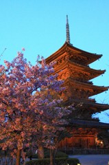 【1日1桜】東寺の河津桜