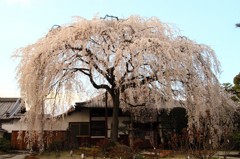 【1日1桜】本満寺のしだれ桜