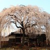 【1日1桜】本満寺のしだれ桜