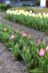 チューリップ
