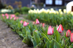 チューリップ