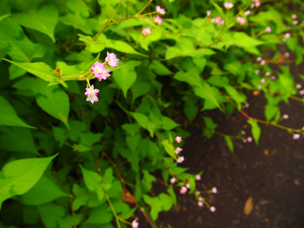 可憐な秋の花　５