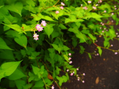 可憐な秋の花　５