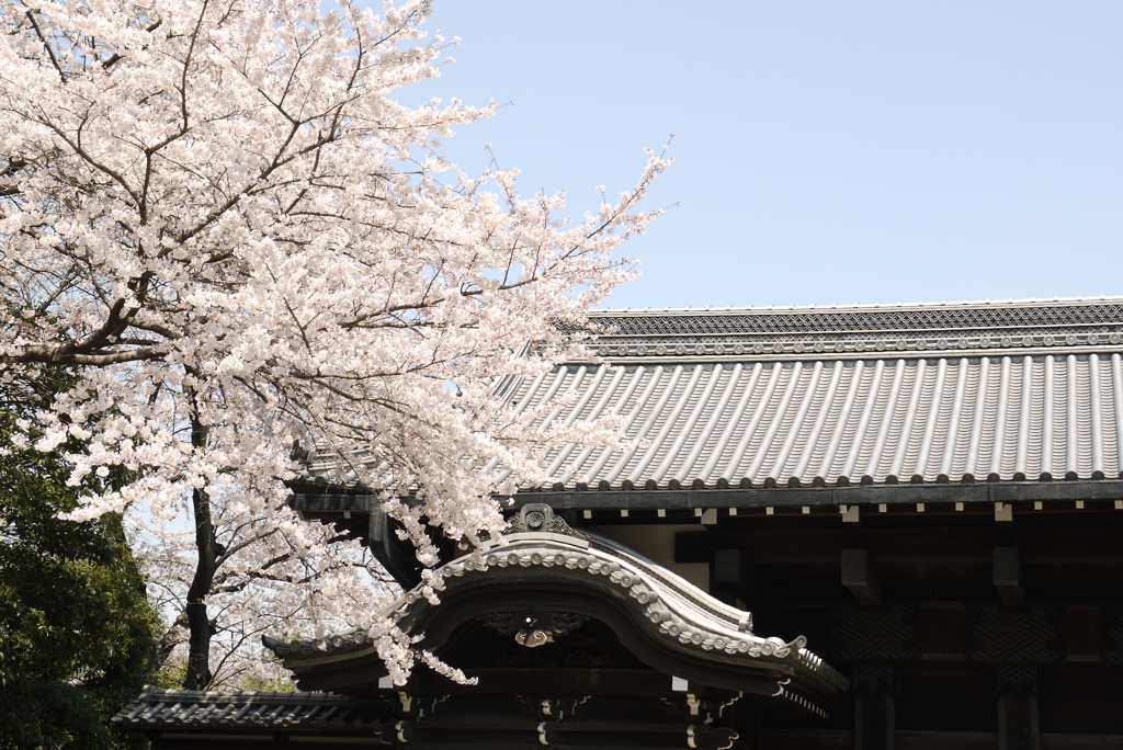 桜咲く