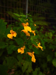 可憐な秋の花　３