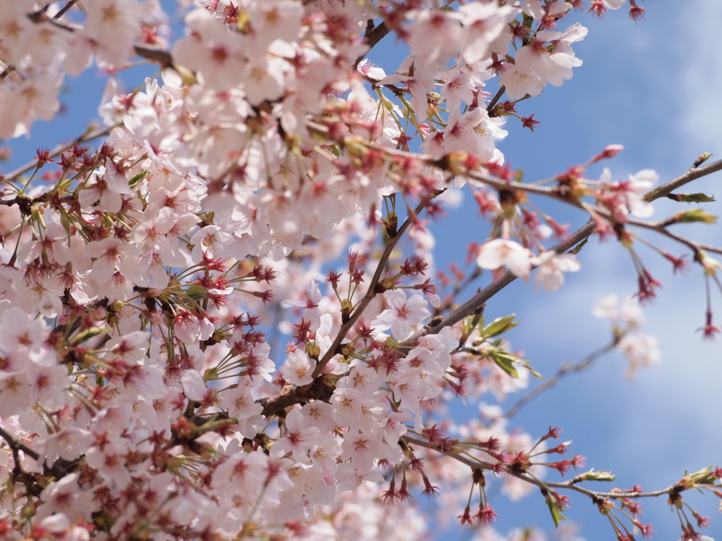 桜　さくら　サクラ