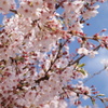 桜　さくら　サクラ