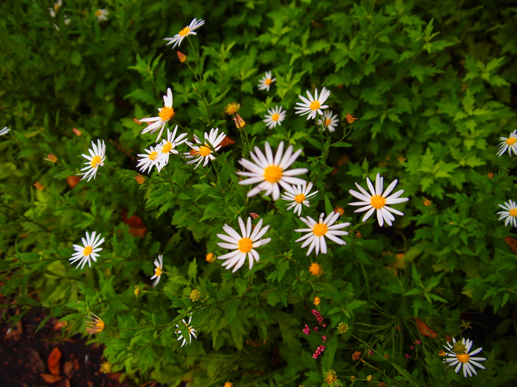 可憐な秋の花　１