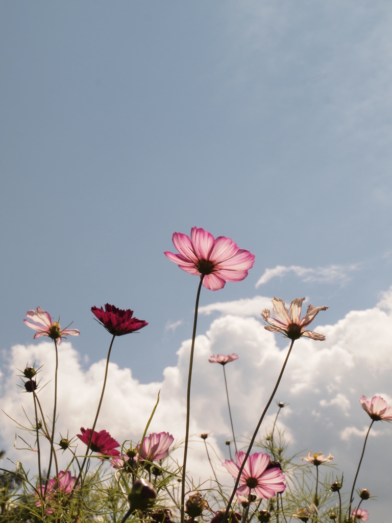 秋空♪秋桜♪秋風