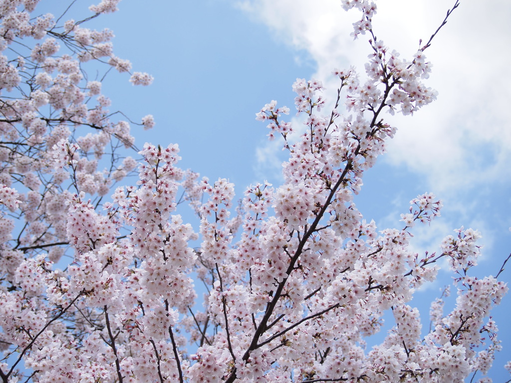 春の空