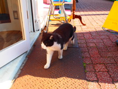 自由が丘の自由な猫