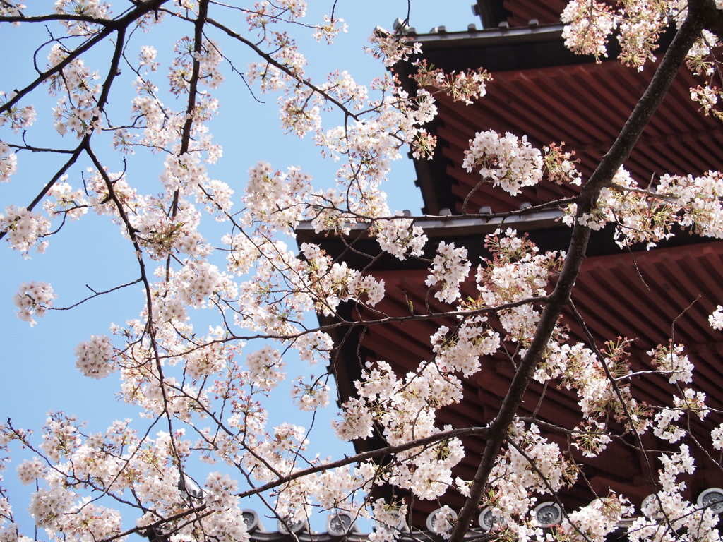 桜で飾りつけ