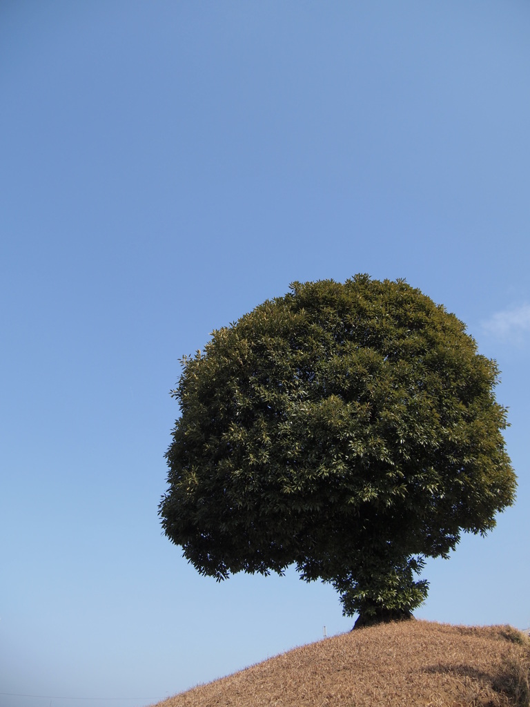 この木なんの木？