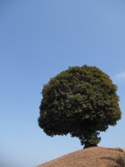この木なんの木？